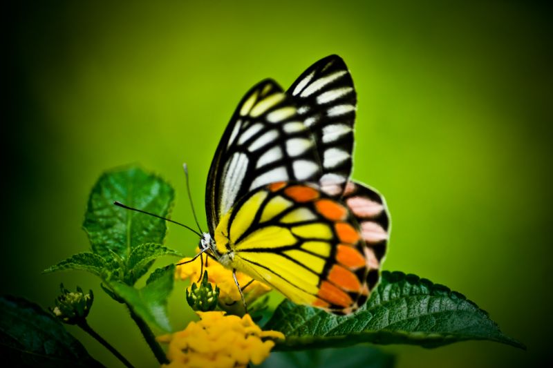 20080710162630_butterfly