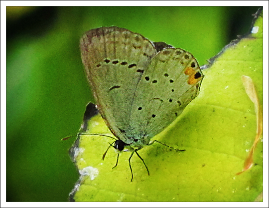 Adirondack-Butterflies-Eastern-Tailed-Blue-9-September-2012-1