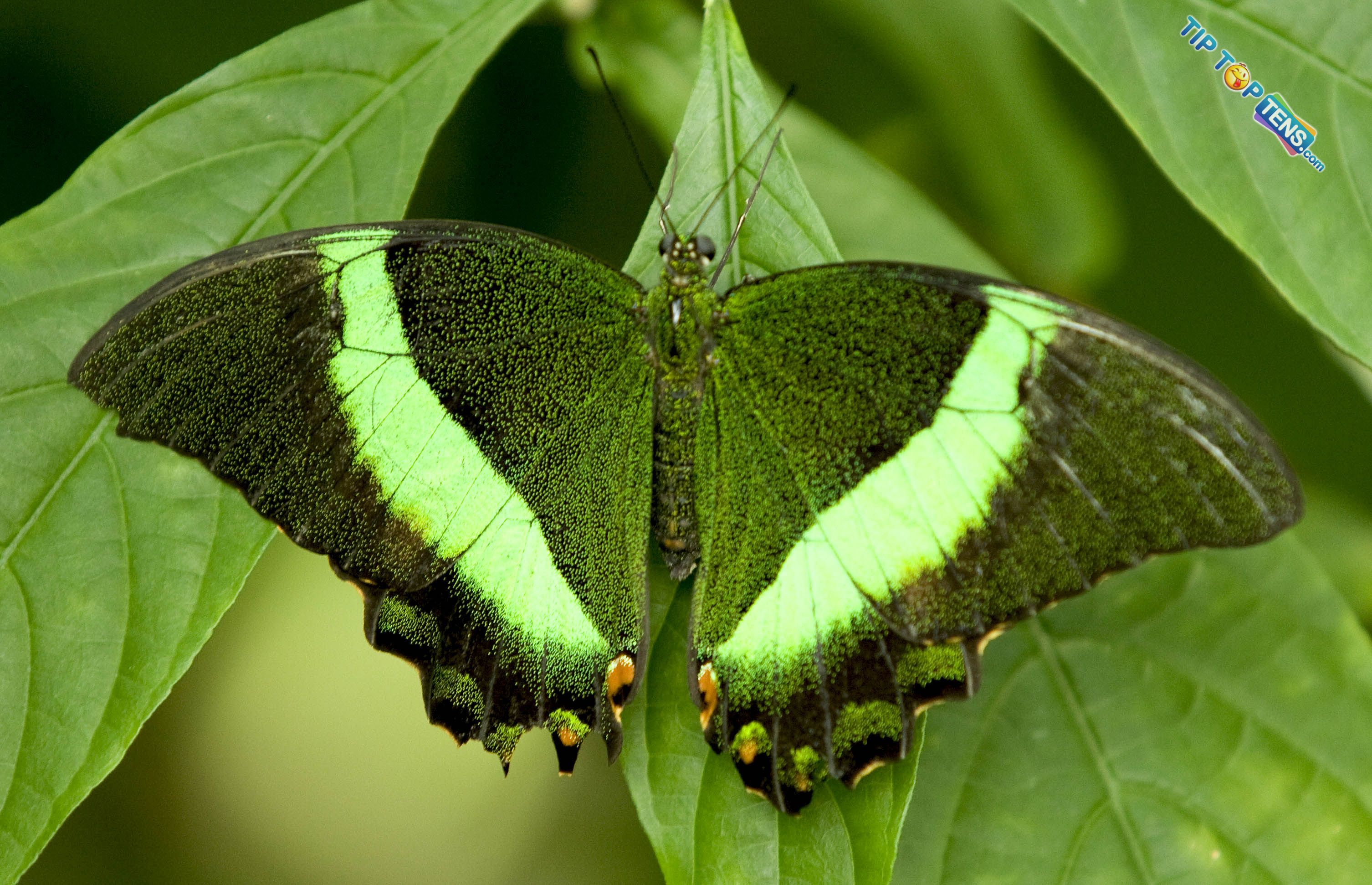 Banded-Peacock