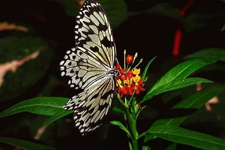 article-new_ehow_images_a01_ui_lt_make-butterfly-garden-800x800